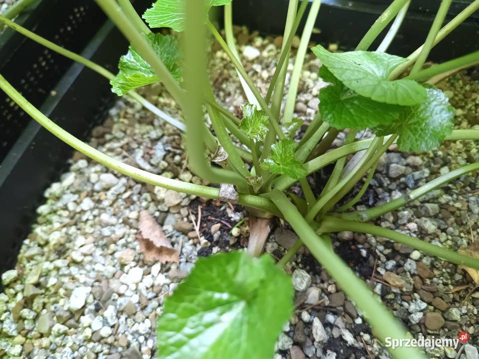 Wasabi Japonica duża sadząka Nowy Targ