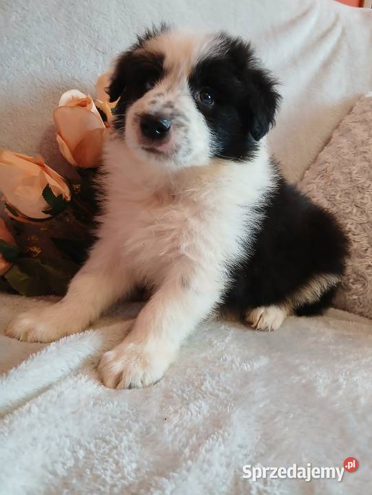Border collie pieski kujawsko-pomorskie Toruń