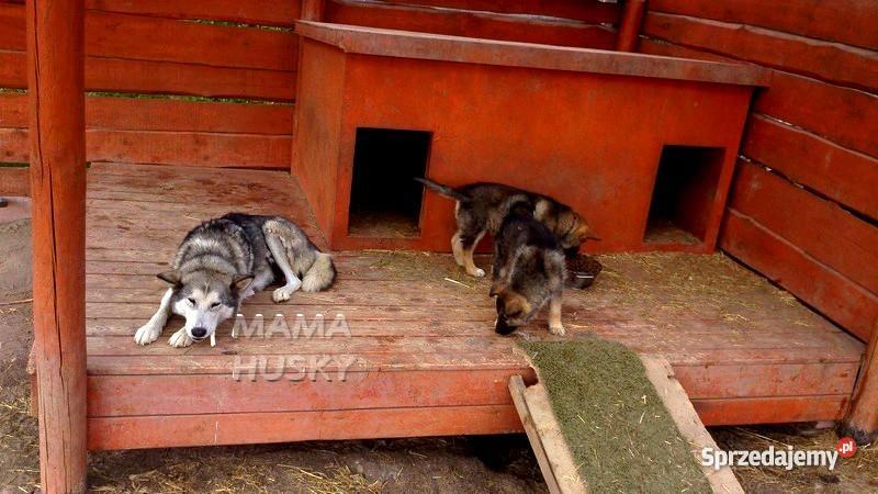 Szczeniak OWCZAREK NIEMIECKI HUSKY Warszawa Psy Legionowo sprzedam