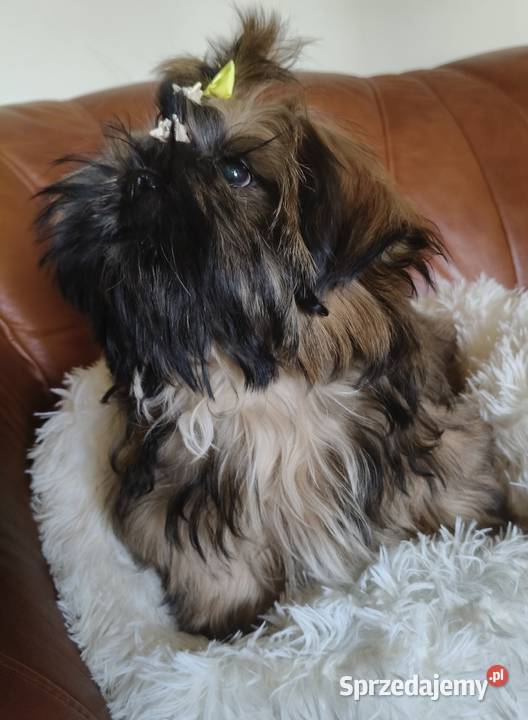 Shih tzu Suczka i Piesek Zwierzęta Wałbrzych