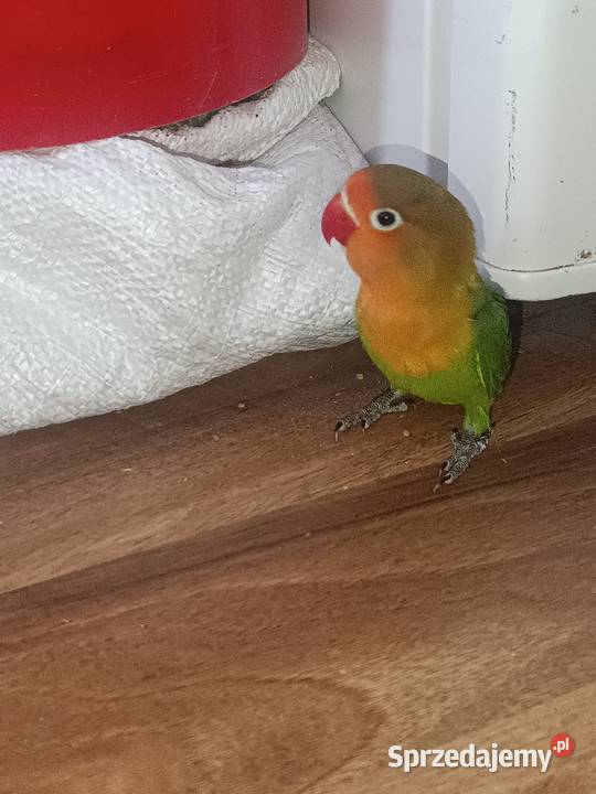 Fisher Nierozłączki Rzeszów