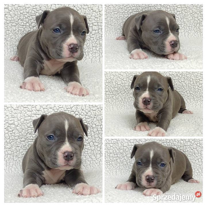 American staffordshire terrier