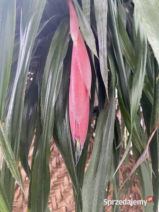 Bilbergia zwisła zwodnica dwie rozłożyste Zabierzów sprzedam