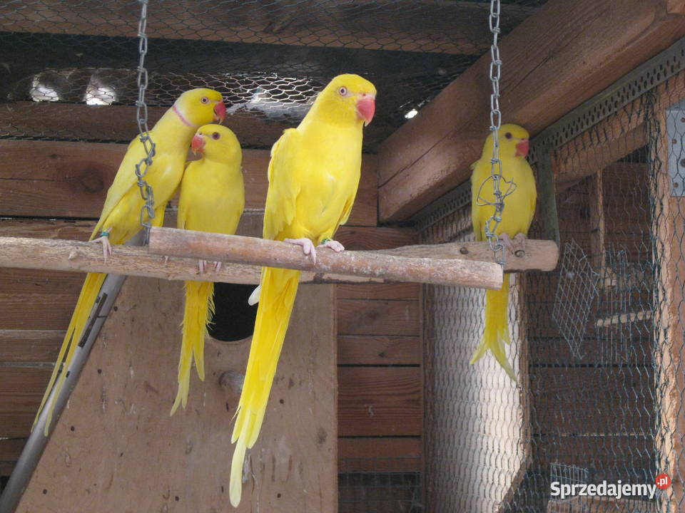 Aleksandretty Obrożne z 24 r różne kolory Luboń