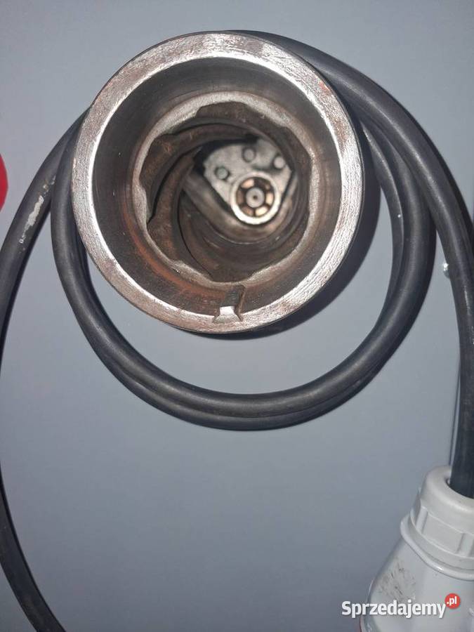 Wilk 82 miesa spomasz