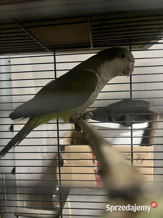 Mnich nizinna Tczyca