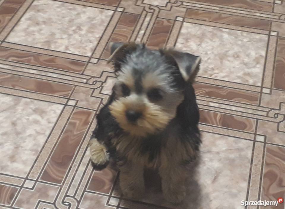 oddam Łagiewniki Nowe