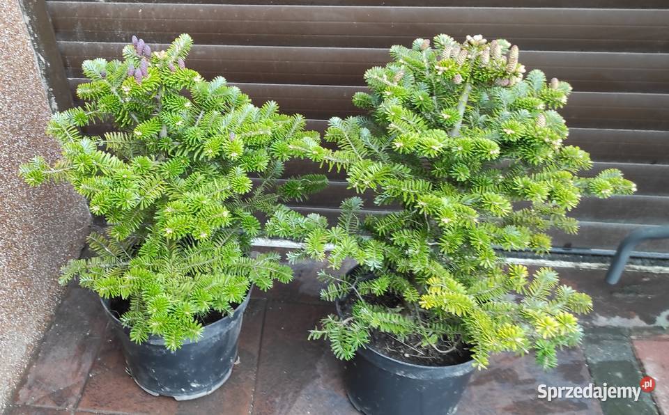 Jodły koreańskie z szyszkami w donicy Grójec