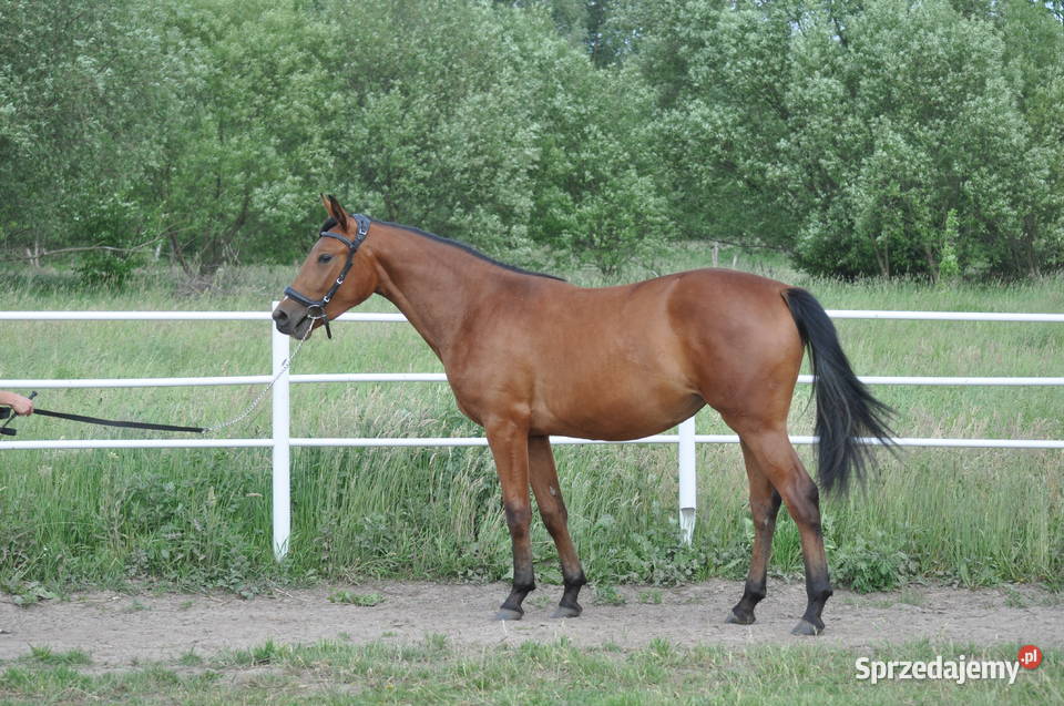 Klacz dwulatka przyszłościowa