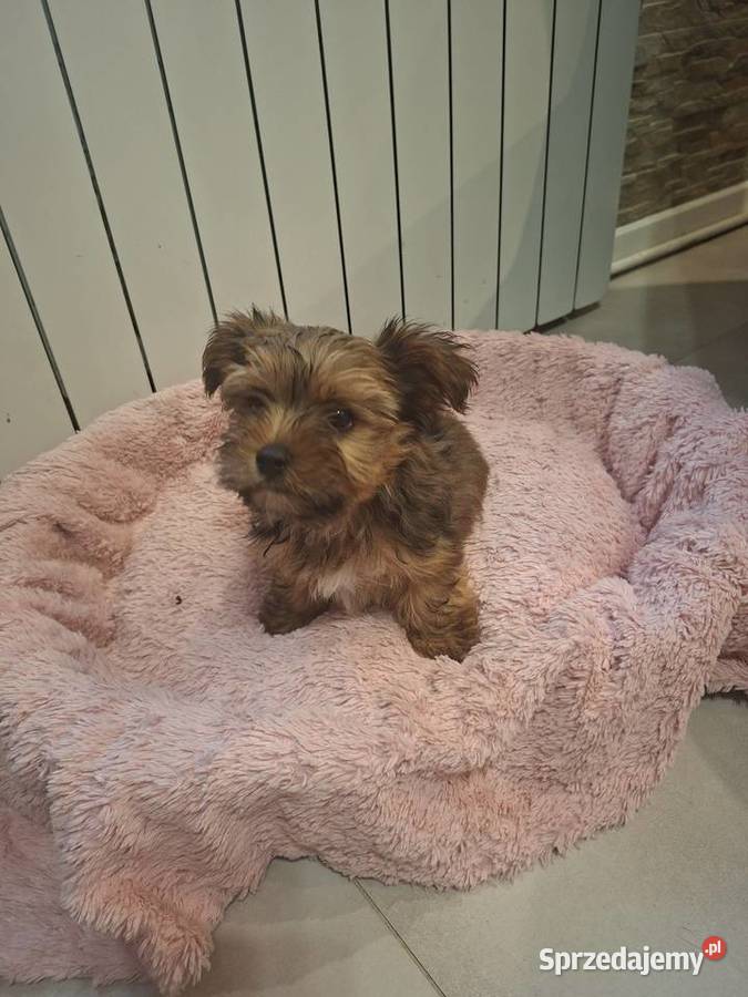 Yorkshire Terrier