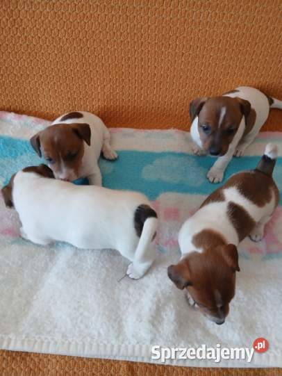 Jack Russell Terrier suczka Grabów