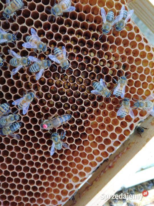 Ule wielkopolskie z pszczołami Poznań