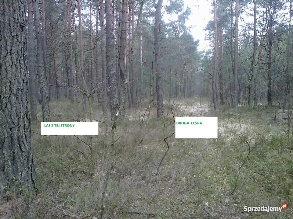 LAS 25 000 m2 STANISŁAWÓW TURZE PAPIERNIA