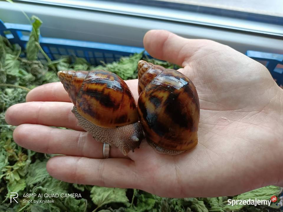 Ślimaki Afrykanskie Achatina Achatina Tiger f3 Pozostałe Jaworzno