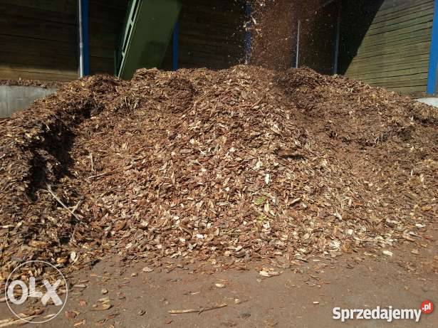 Kora Sosnowa sprzedam