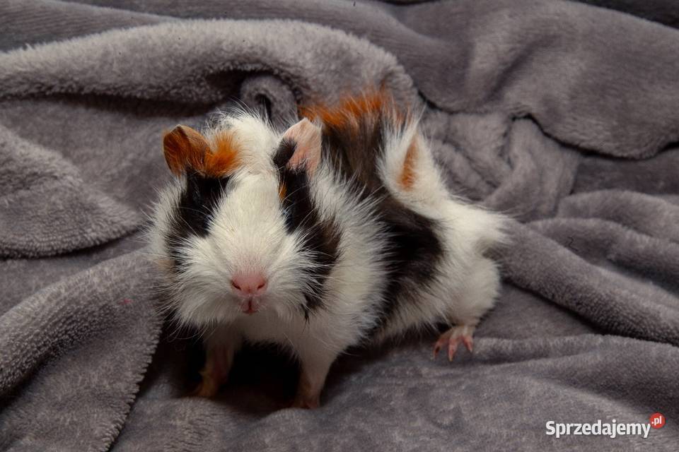 świnka morska cavia domowa SAMICA Zwierzęta Koszyce Wielkie
