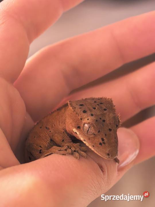 Gekon orzęsiony Gady i płazy Wrocław