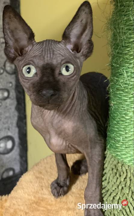 Sfinks Kanadyjski Do odbioru kocurek Rodowód Leszno