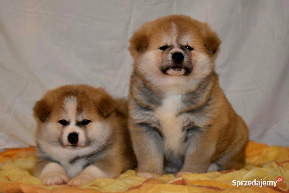 Akita Japonska czerwona suczka Morąg sprzedam