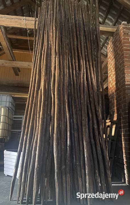 tyczki do fasoli Pozostałe Antoniów