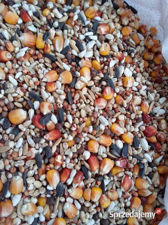 Karma Lotowa bez pszenicy wysyłka Janów Lubelski