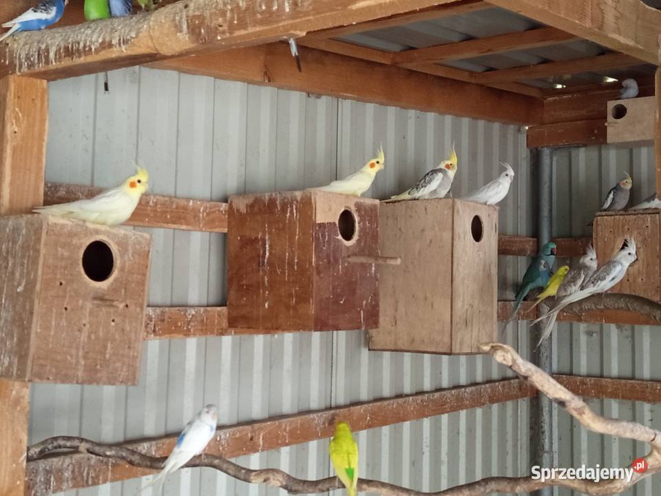 Sprzedam Papugi Potakówka