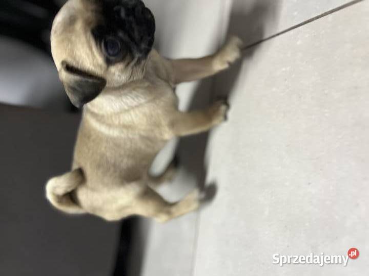 Mops mopsik Mops Bolesławiec