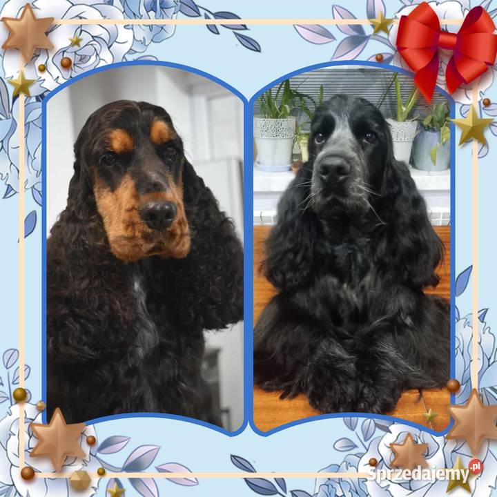 Cocker spaniel angielski łódzkie Krzyżanów