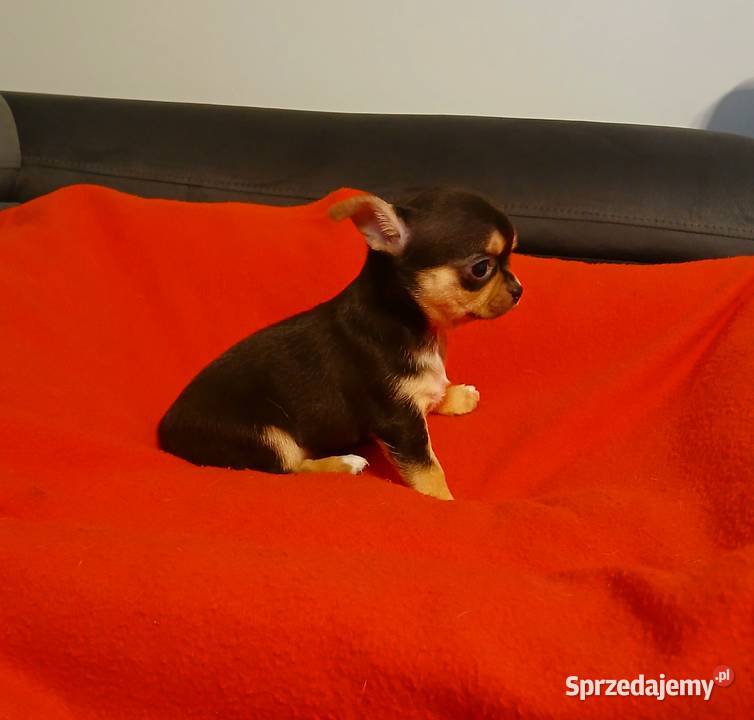 Suczka chihuahua mini Płock