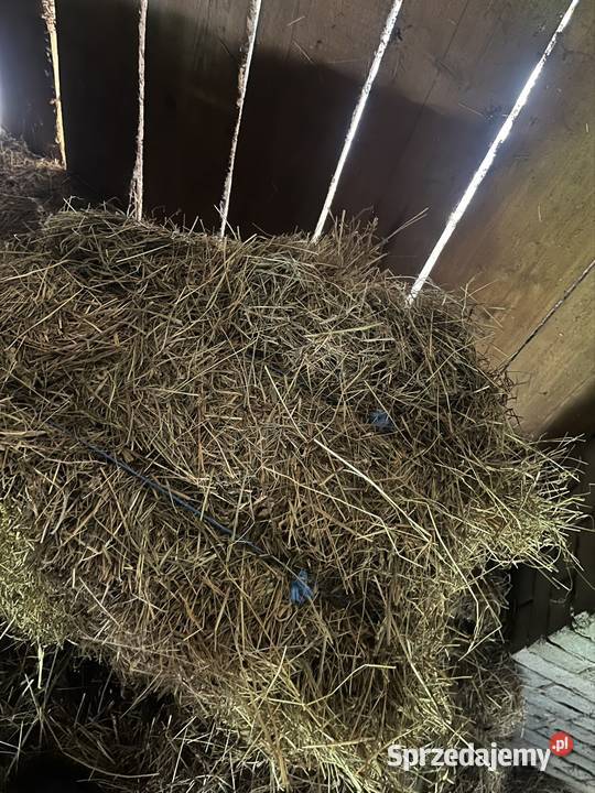 Siano w belach i kostkach z sezonu 2024 Janowice Poduszowskie
