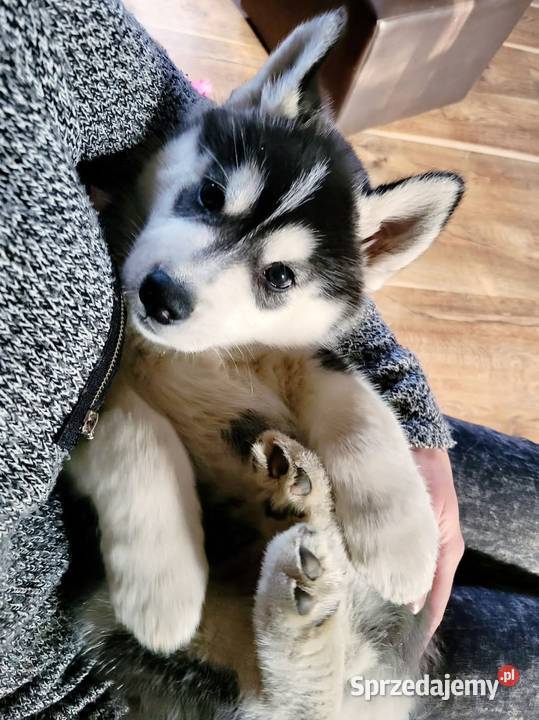 Szczeniak Siberian Husky piesek piesek zkwp fci Mielec