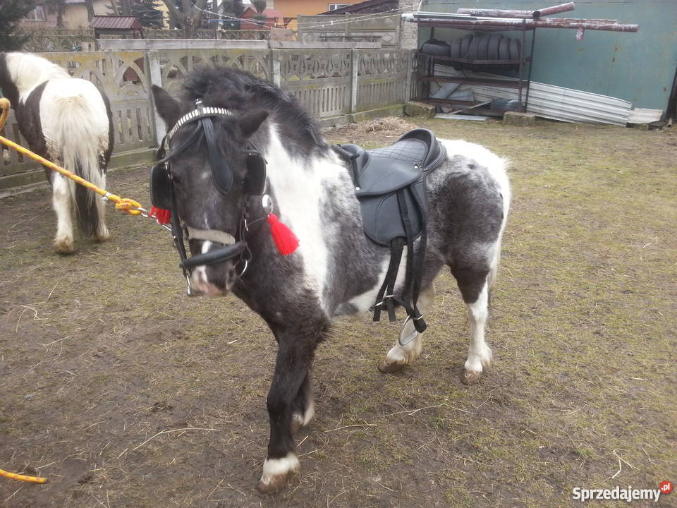 Kuc szetlant 2 lata zamiana zamienie Zwoleń