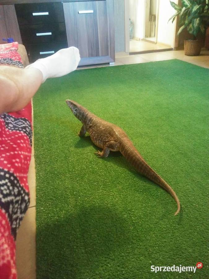 Waran stepowy Bydgoszcz