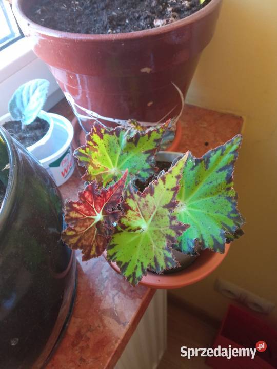 Kwiaty Patyczak i Zielone podlaskie Białystok