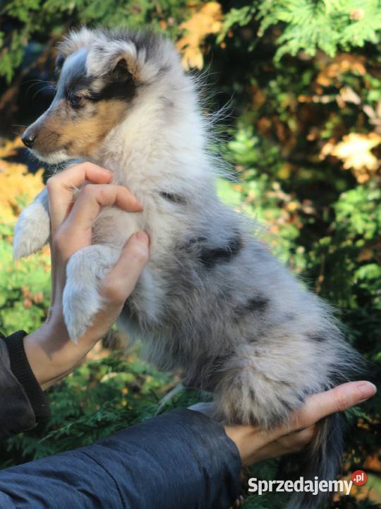 Owczarek szetlandzki sheltie śliczny blue merle Halinów