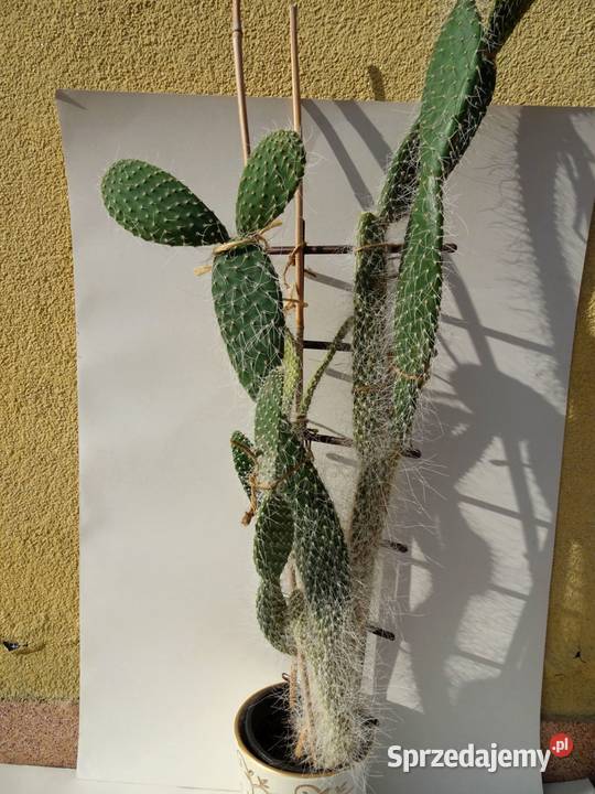 Opuncja kaktus wys 80 Nowy Sącz