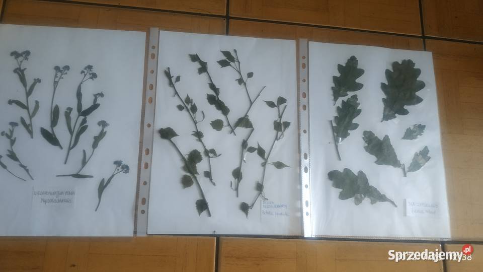 starannie wykonany Zielnik składający się z 30 Bytom sprzedam