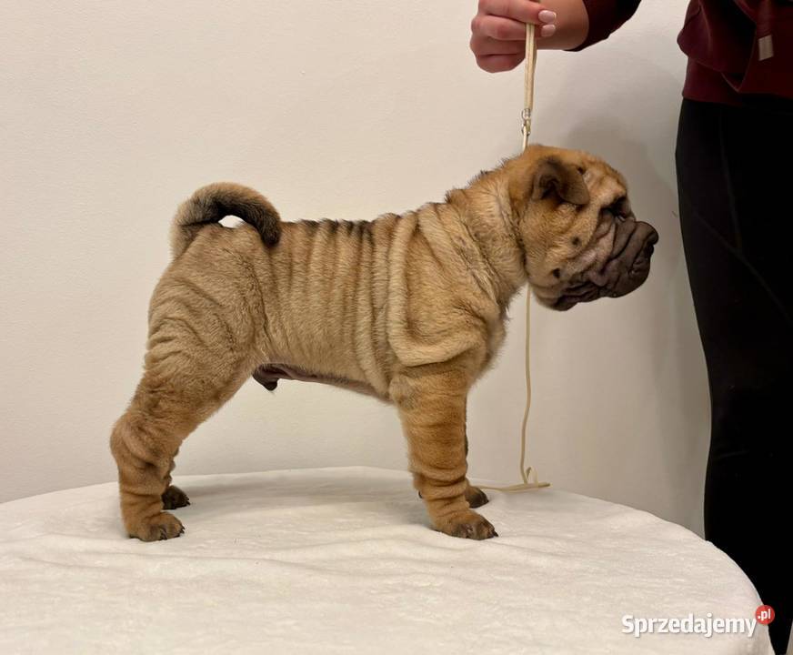Szczenięta Shar Pei FCI Pozostałe Piotrków Kujawski