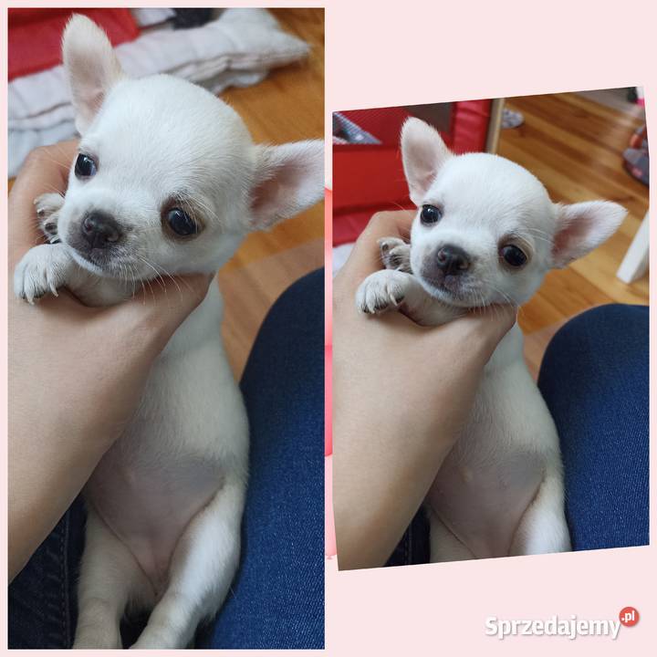 Suczka biała chihuahua krótkowłosa rodowód Bełchatów