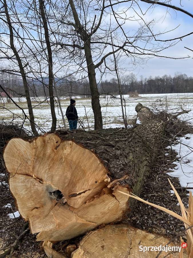 Kloc wierzby Zakliczyn