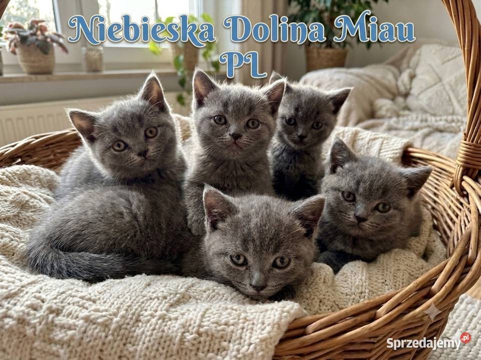 Brytyjskie kotki niebieskie krótkowłose Ząbkowice Śląskie sprzedam