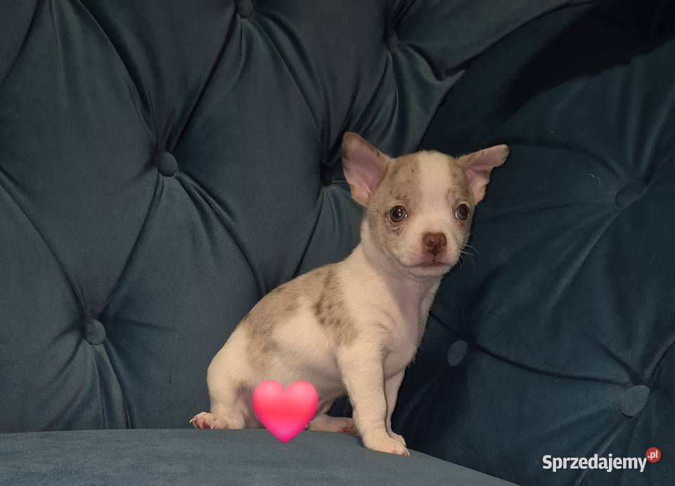 Chihuahua piesek merle z biały dolnośląskie Wrocław