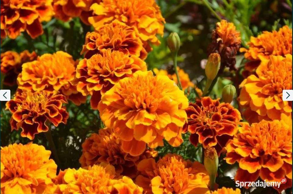 Aksamitka Poplon Przedplon Nasiona Hurt podkarpackie