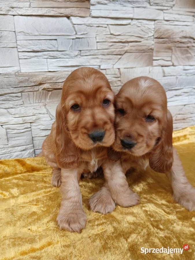 Śliczne Szczenięta Cocker Spaniel Angielski Sieradz