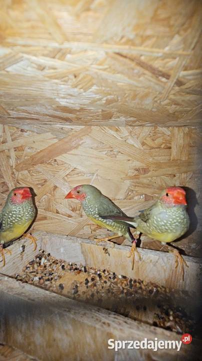 Astryld Trzcinowy trzciniaki Ptaki sprzedam