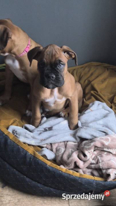 Bokser, szczeniak o imieniu hodowlanym Boss