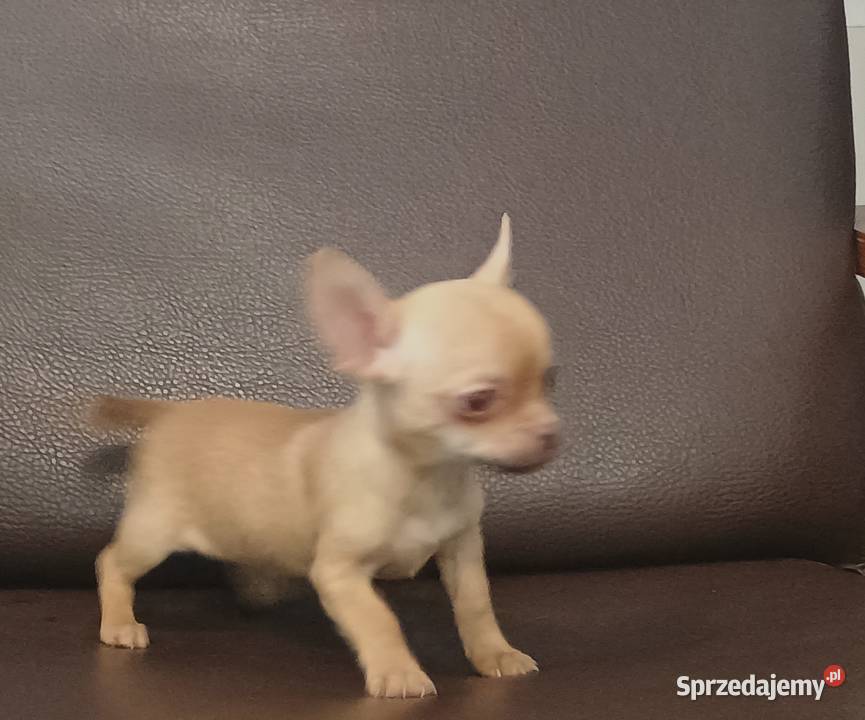 Chihuahua pieski Września