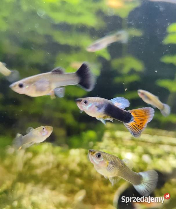 Młode gupiki rybki akwariowe Warszawa