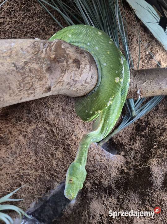 Morelia viridis sprzedam