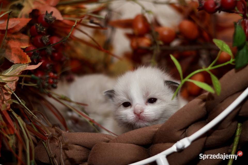 Ragdoll dwa kocurki bicolor Piorunówek